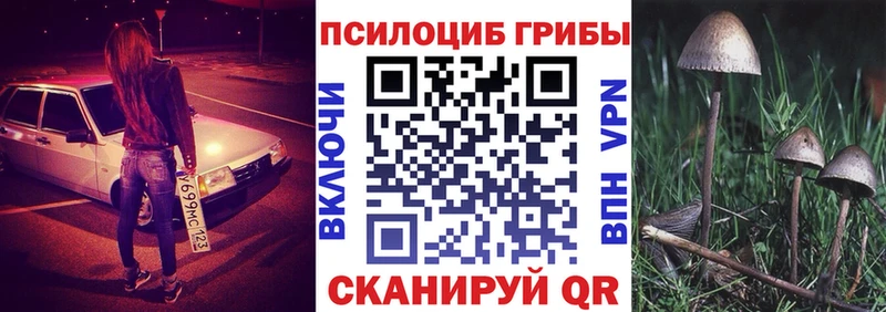 Купить закладки  Прохладный  Псилоцибиновые грибы Cubensis 